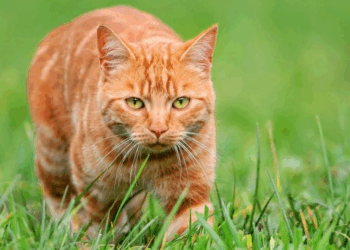 Studiuesit zbulojnë arsyet: Pse macet mund të jenë krijesat më të përsosura që ekzistojnë