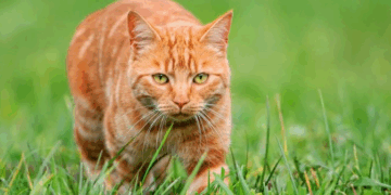 Studiuesit zbulojnë arsyet: Pse macet mund të jenë krijesat më të përsosura që ekzistojnë