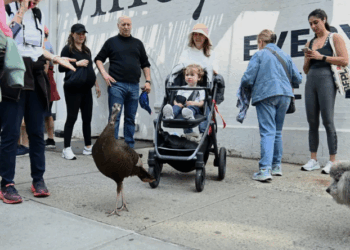Një gjel deti në mes të Manhattanit, “banori” më simpatik i New York-ut