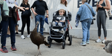 Një gjel deti në mes të Manhattanit, “banori” më simpatik i New York-ut