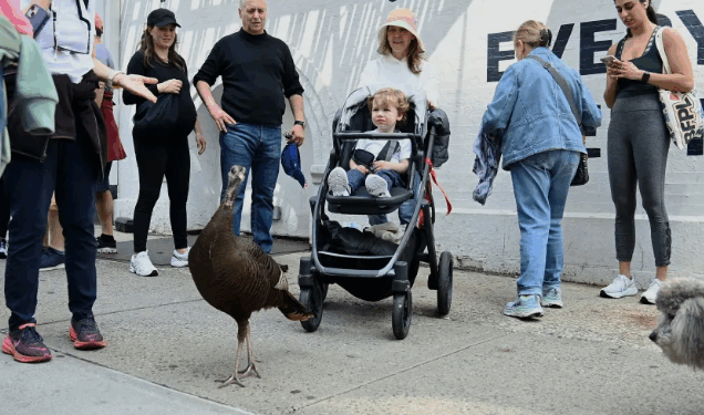 Një gjel deti në mes të Manhattanit, “banori” më simpatik i New York-ut