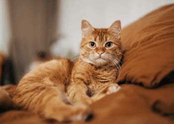 ADN-ja e lashtë zbardh historinë e vërtetë të maceve shtëpiake