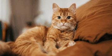 ADN-ja e lashtë zbardh historinë e vërtetë të maceve shtëpiake