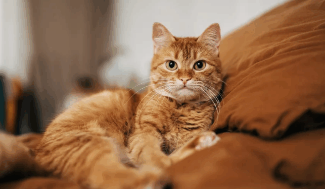 ADN-ja e lashtë zbardh historinë e vërtetë të maceve shtëpiake