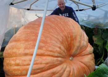 Ky kungull peshon mbi 1.3 ton dhe ka pas një histori të jashtëzakonshme