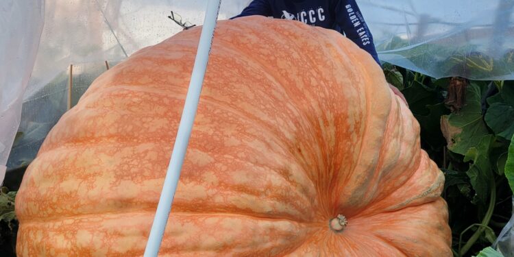 Ky kungull peshon mbi 1.3 ton dhe ka pas një histori të jashtëzakonshme