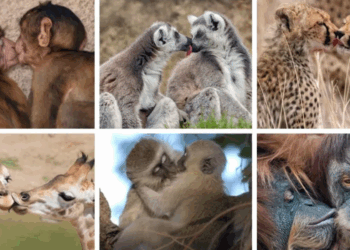 Puthja e parë u dha para 21 milion vitesh