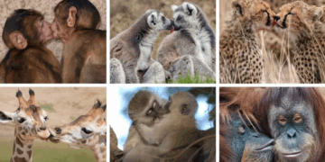 Puthja e parë u dha para 21 milion vitesh