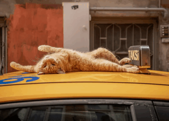 Brenda qytetit ku macet sundojnë rrugët