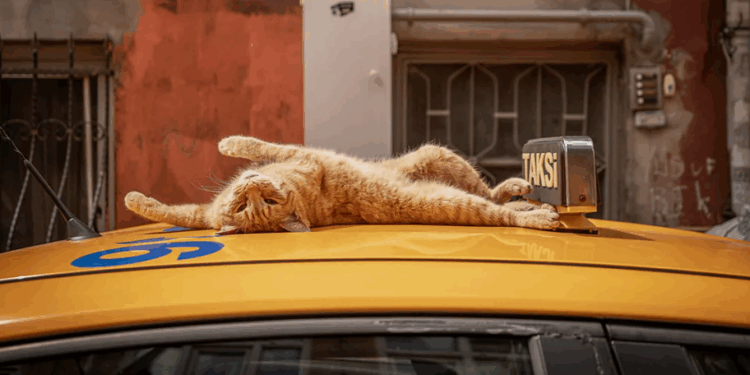 Brenda qytetit ku macet sundojnë rrugët