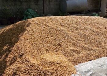 Bllokohen 450 ton misër serb me aflatoksinë, ishte nisur drejt konsumatorëve shqiptarë