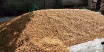 Bllokohen 450 ton misër serb me aflatoksinë, ishte nisur drejt konsumatorëve shqiptarë