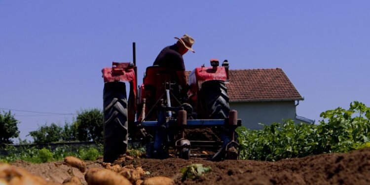 Bujqit po kthehen në konsumatorë, migrimi nga rrethet drejt Tiranës po cenon garantimin e furnizimit me ushqime