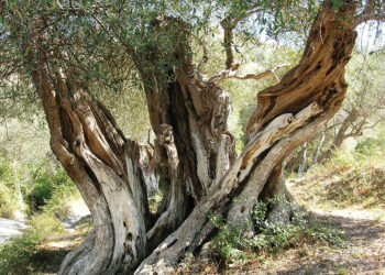 Ullinjtë e moçëm të Shqipërisë, zonat ku ndodhen pemët 2 000-3 000 vjeçare