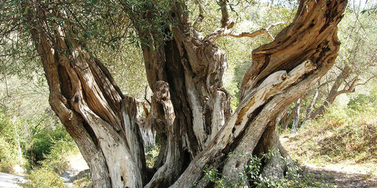 Ullinjtë e moçëm të Shqipërisë, zonat ku ndodhen pemët 2 000-3 000 vjeçare