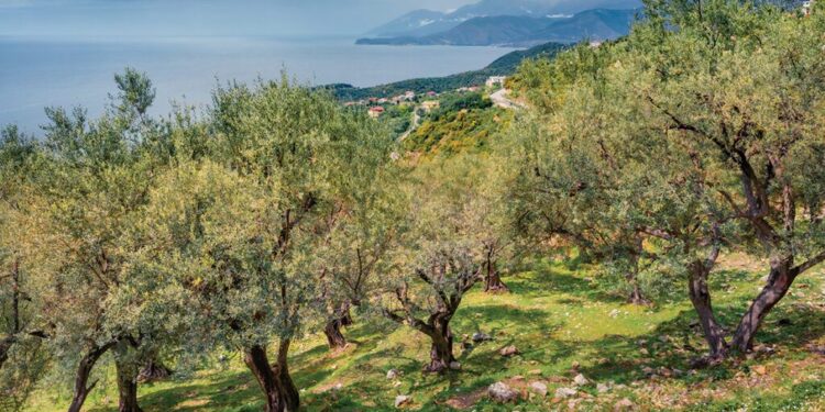 “Thahet” vaji i ullirit, ulje prodhimi, rritje çmimesh, frenim eksporti