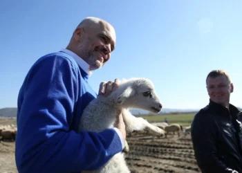 Skema e re e TVSH-së, fati i fermerëve në dorë të grumbulluesve