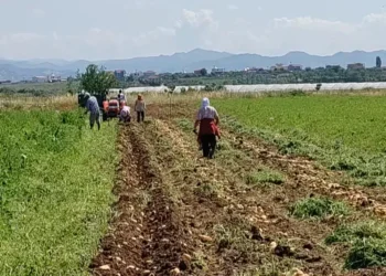 Bujqit po kthehen në konsumatorë, migrimi nga rrethet drejt Tiranës po cenon garantimin e furnizimit me ushqime
