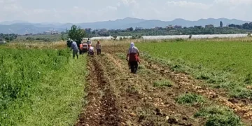 Bujqit po kthehen në konsumatorë, migrimi nga rrethet drejt Tiranës po cenon garantimin e furnizimit me ushqime