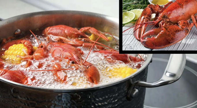 Anglia ndalon zierjen e karavidheve të gjalla