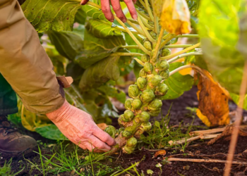 Pse lakrat e Brukselit nuk janë më aq të hidhura sa dikur?