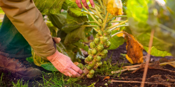 Pse lakrat e Brukselit nuk janë më aq të hidhura sa dikur?