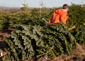 Pemët e Krishtlindjes, përfitimet dhe sfidat mjedisore shkojnë përtej debatit “natyrale apo plastike”