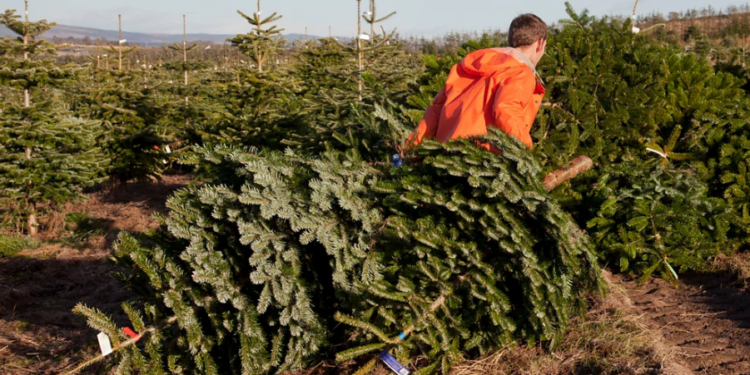 Pemët e Krishtlindjes, përfitimet dhe sfidat mjedisore shkojnë përtej debatit “natyrale apo plastike”