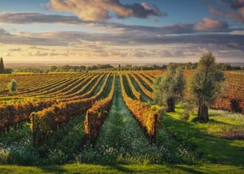 Një regjistër vreshtash dhe vere, ekspertët: Certifikohen produktet, plotësohen standardet e BE