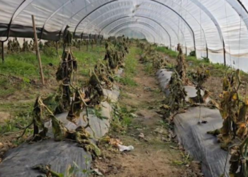 Ngricat pas përmbytjeve rrafshojnë prodhimin bujqësor