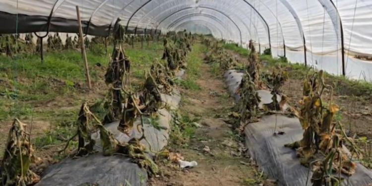 Ngricat pas përmbytjeve rrafshojnë prodhimin bujqësor