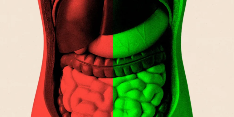 Studiuesit zbulojnë rolin e kosit në shëndetin e zorrëve dhe jetëgjatësinë