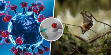 Po tmerron Azinë, OBSH: Rreziku i përhapjes së Nipah përtej Indisë është i ulët