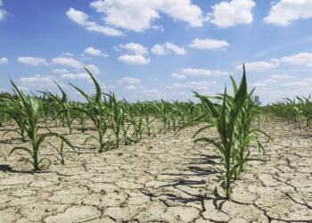 Pa masa, ndryshimet e klimës do të krijojnë 17 mld USD humbje në bujqësi