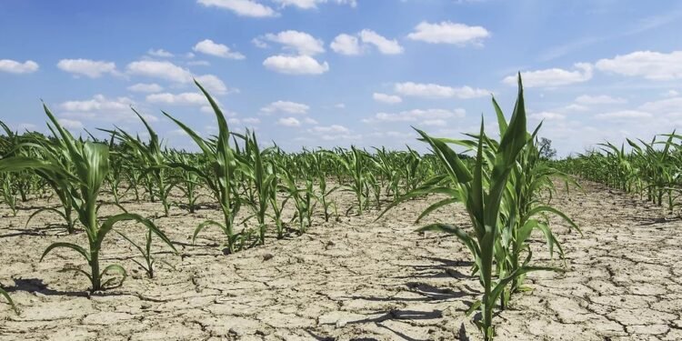 Pa masa, ndryshimet e klimës do të krijojnë 17 mld USD humbje në bujqësi