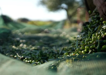 Ndërsa çmimet e vajit të ullirit po bien në BE, Shqipëria kryesoi rritjen në 2025 me 7.2%