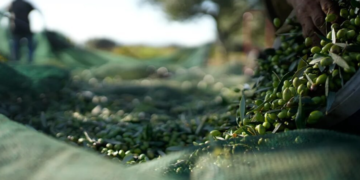 Ndërsa çmimet e vajit të ullirit po bien në BE, Shqipëria kryesoi rritjen në 2025 me 7.2%