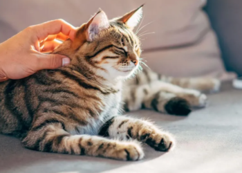 Macet mund të kenë të dhëna për trajtimin e kancerit tek njerëzit