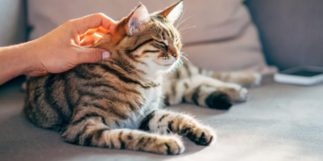 Macet mund të kenë të dhëna për trajtimin e kancerit tek njerëzit