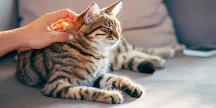 Macet mund të kenë të dhëna për trajtimin e kancerit tek njerëzit