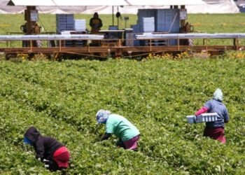 Fshihen gjobat dhe kamatëvonesat për kontributet, ISSH ka një njoftim të rendësishëm për fermerët