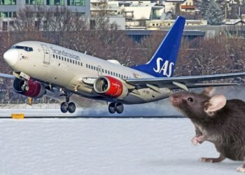 Një mi në bord bëhet shkak për devijimin e destinacionit të avionit të SAS