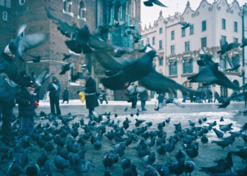 Kontraceptivë për pëllumbat, nisma e Polonisë për të frenuar shumimin