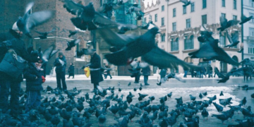 Kontraceptivë  për pëllumbat, nisma e Polonisë për të frenuar shumimin