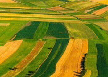 Sa tokë bujqësore ka mesatarisht çdo shqiptar? Rreth 4,400 metra katrorë për banor, renditemi në mes të rajonit