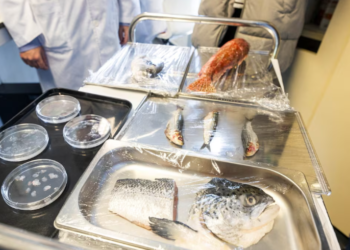 Shkencëtarët krijojnë implante për syrin nga luspat e peshkut