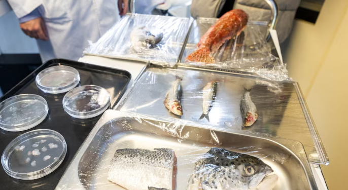 Shkencëtarët krijojnë implante për syrin nga luspat e peshkut