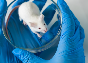 FDA ndalon testimet mbi kafshët, rrugë alternative për zhvillimin e barnave