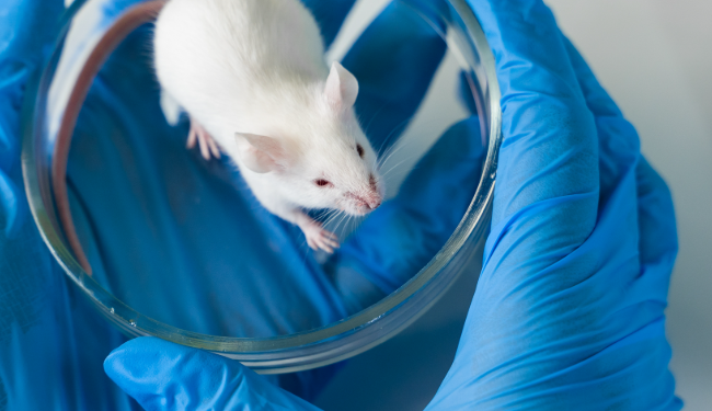 FDA ndalon testimet mbi kafshët, rrugë alternative për zhvillimin e barnave