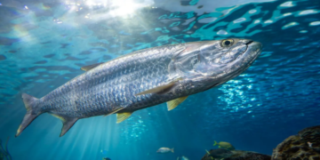 OKB publikon listën: Peshqit që rrezikojnë të zhduken